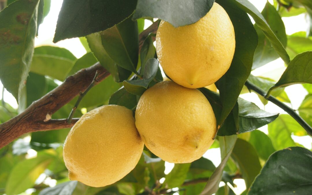 The Perfect Gift: Why a Citrus Tree is a Thoughtful and Unique Present