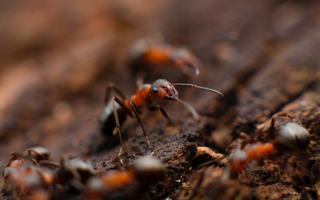 Protect Your Home: When to Call in the Pest Control Pros